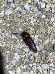 Diplostethus opacicollis