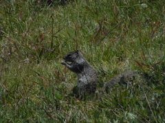 Otospermophilus variegatus