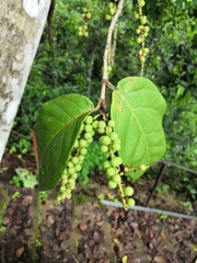 Coccoloba barbadensis