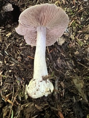 Cortinarius lilacinus