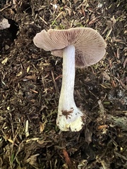 Cortinarius lilacinus