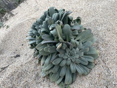 Erysimum menziesii