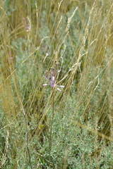 Allium praescissum