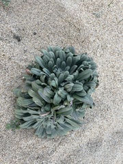 Erysimum menziesii