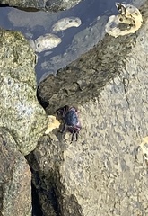 Pachygrapsus crassipes