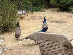 Pavo cristatus