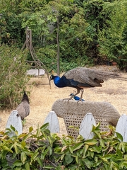 Pavo cristatus