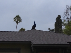 Pavo cristatus