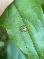 Parallelodiplosis subtruncata