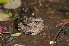 Nyctidromus albicollis