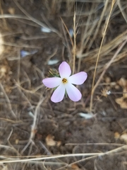Leptosiphon grandiflorus