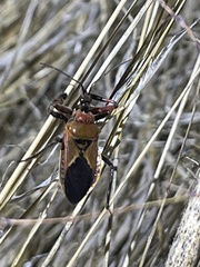 Apiomerus flaviventris