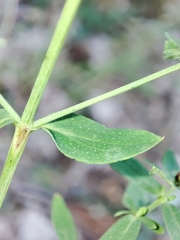 Erysiphe hyperici