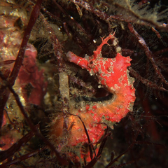 Hippocampus sindonis