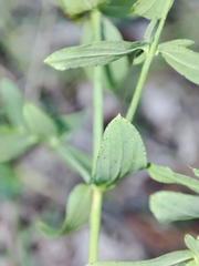 Erysiphe hyperici