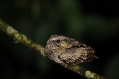 Nyctidromus albicollis