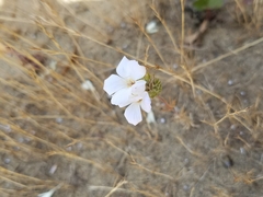 Leptosiphon grandiflorus