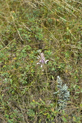 Allium praescissum