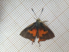 Axiocerses harpax