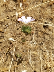 Leptosiphon grandiflorus