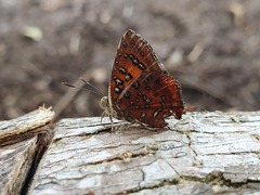 Axiocerses harpax