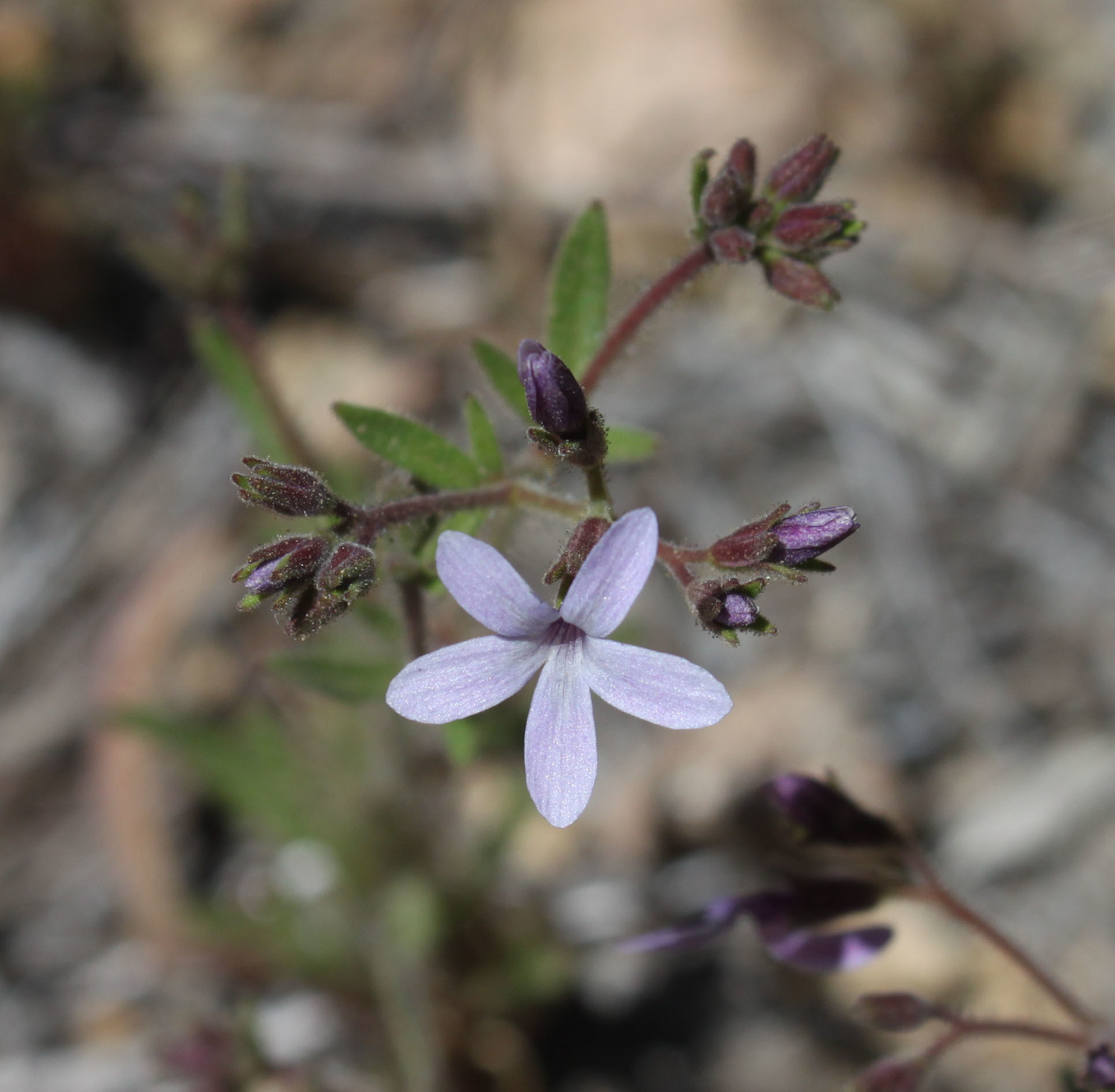 Allophyllum gilioides ssp. gilioides