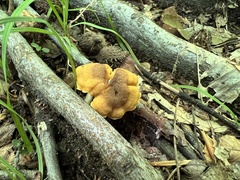 Cantharellus appalachiensis