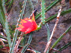 Disocactus speciosus speciosus