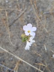 Leptosiphon grandiflorus
