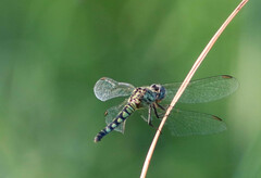 Brachydiplax