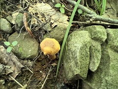 Cantharellus appalachiensis