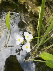 Sagittaria rigida
