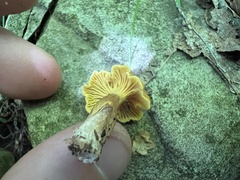 Cantharellus appalachiensis