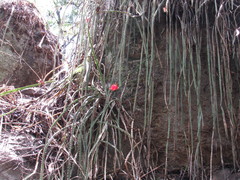 Disocactus speciosus speciosus