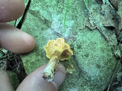 Cantharellus appalachiensis