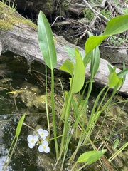 Sagittaria rigida