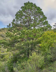 Pinus tecunumanii