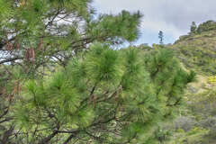Pinus tecunumanii