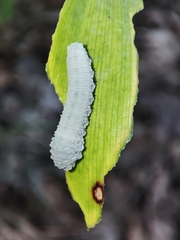 Phymatocera aterrima