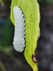 Phymatocera aterrima