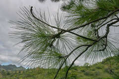 Pinus tecunumanii