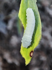 Phymatocera aterrima