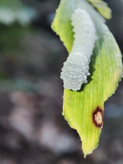 Phymatocera aterrima