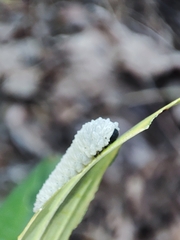 Phymatocera aterrima