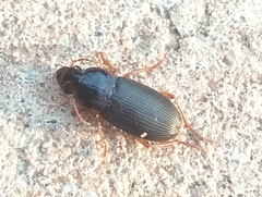 Harpalus rubripes