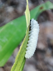 Phymatocera aterrima
