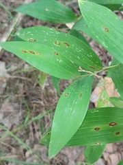 Phyllosticta convallariae