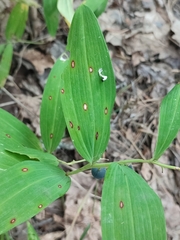 Phyllosticta convallariae