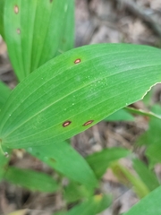 Phyllosticta convallariae