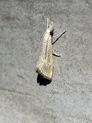 Haimbachia placidellus